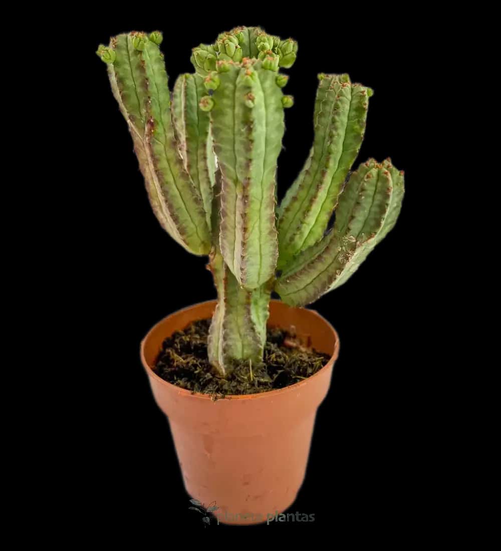 Cactus Mazorca De Maiz - (Euphorbia Mammillaris)