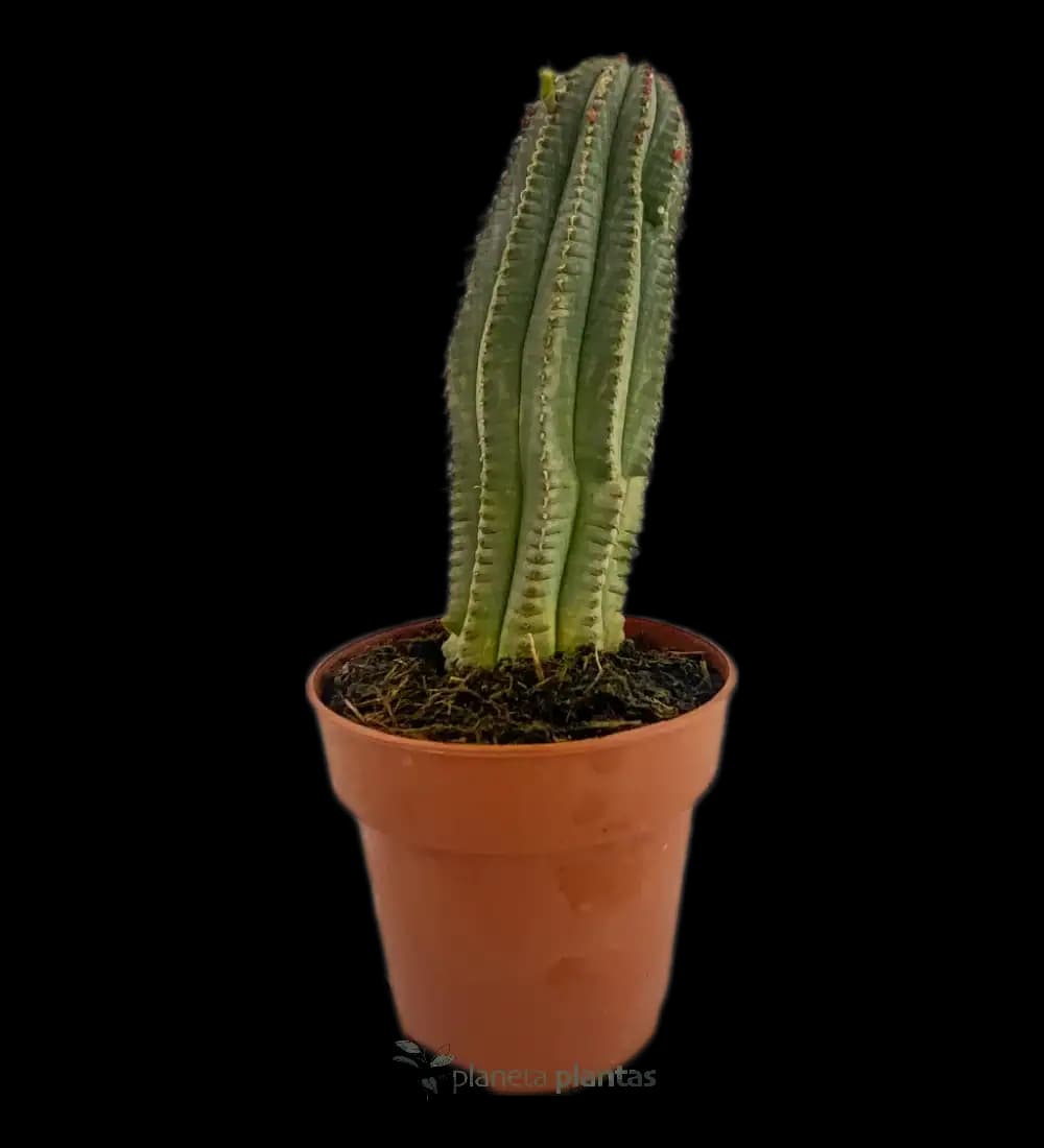 Euphorbia Polygona