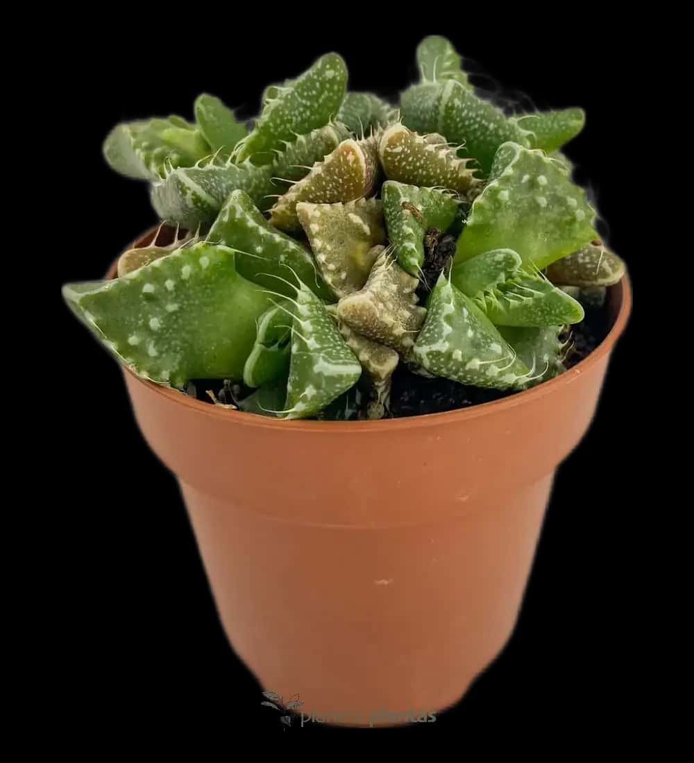 Boca De Tigre - (Faucaria Tigrina )