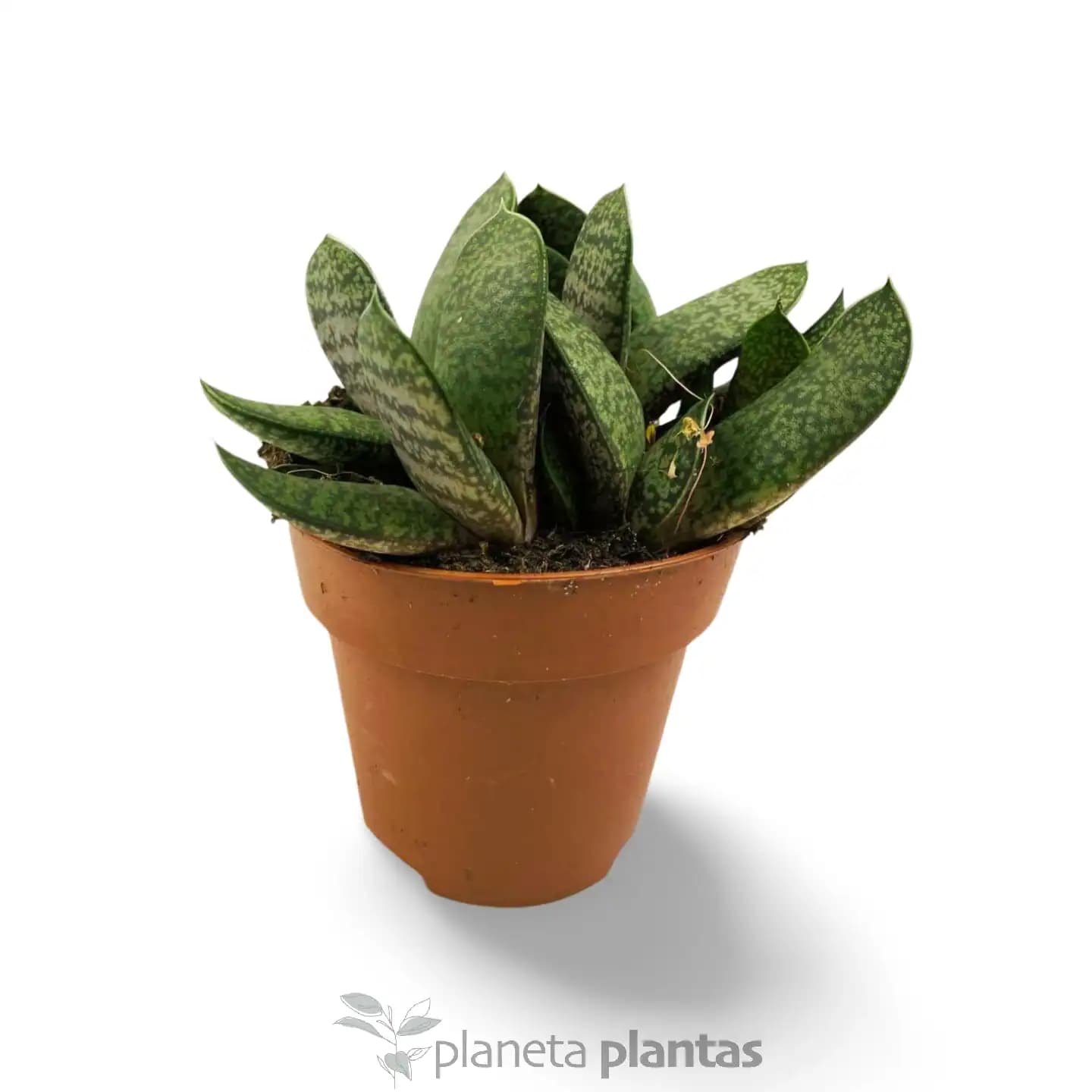 Gasteria Batesiana