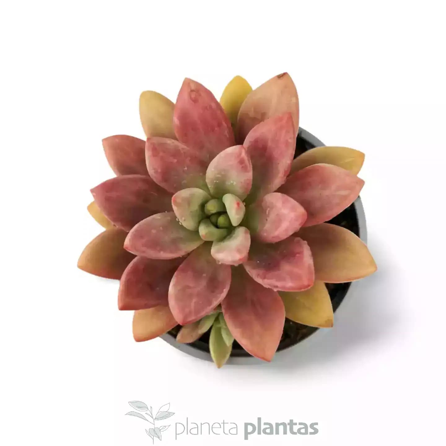 Graptoveria Pink Donna