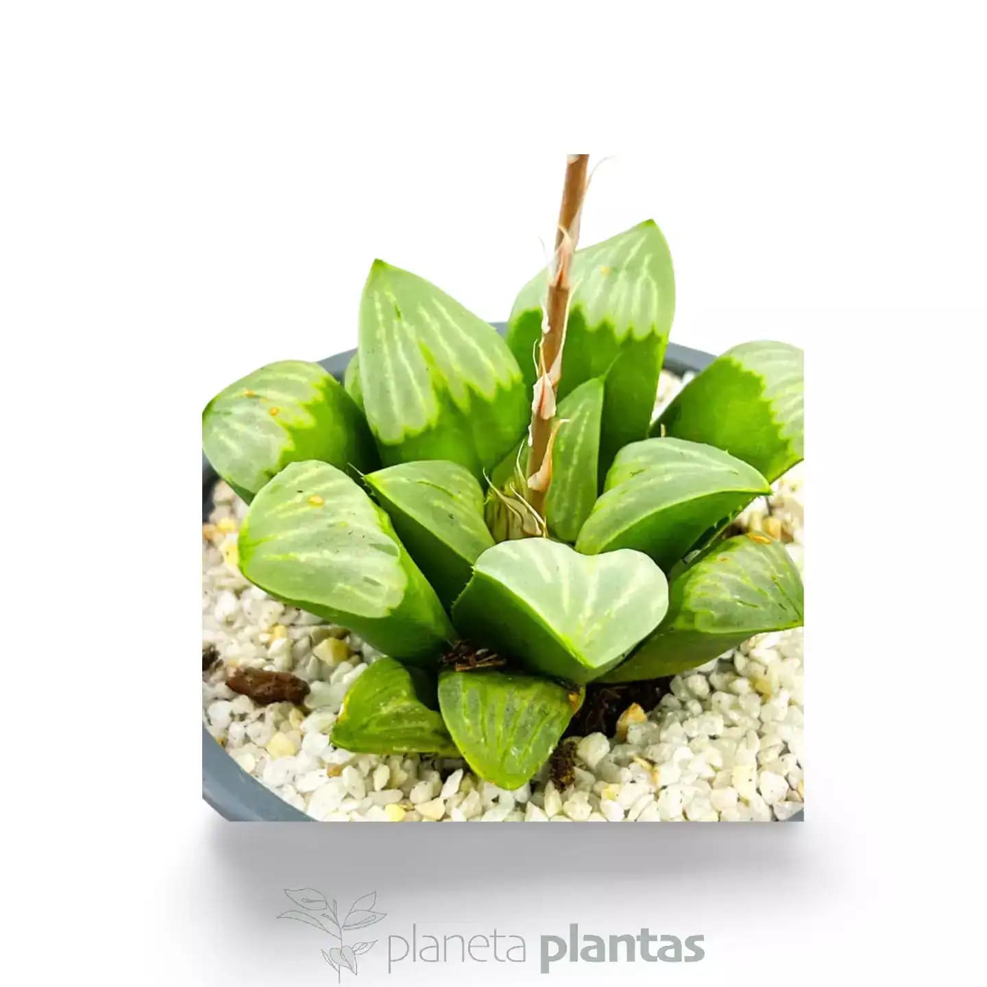Haworthia byakuya