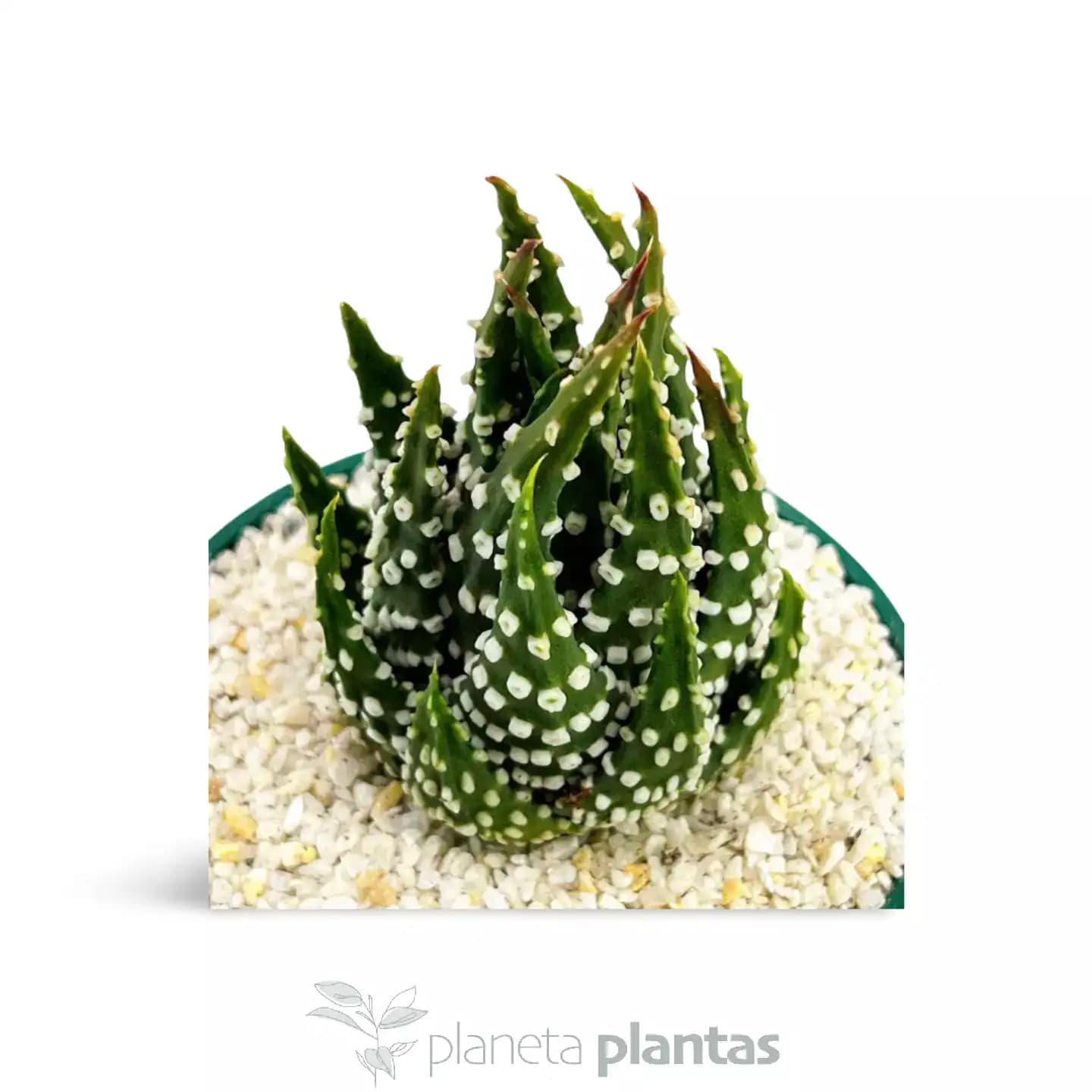 Haworthia margaritifera