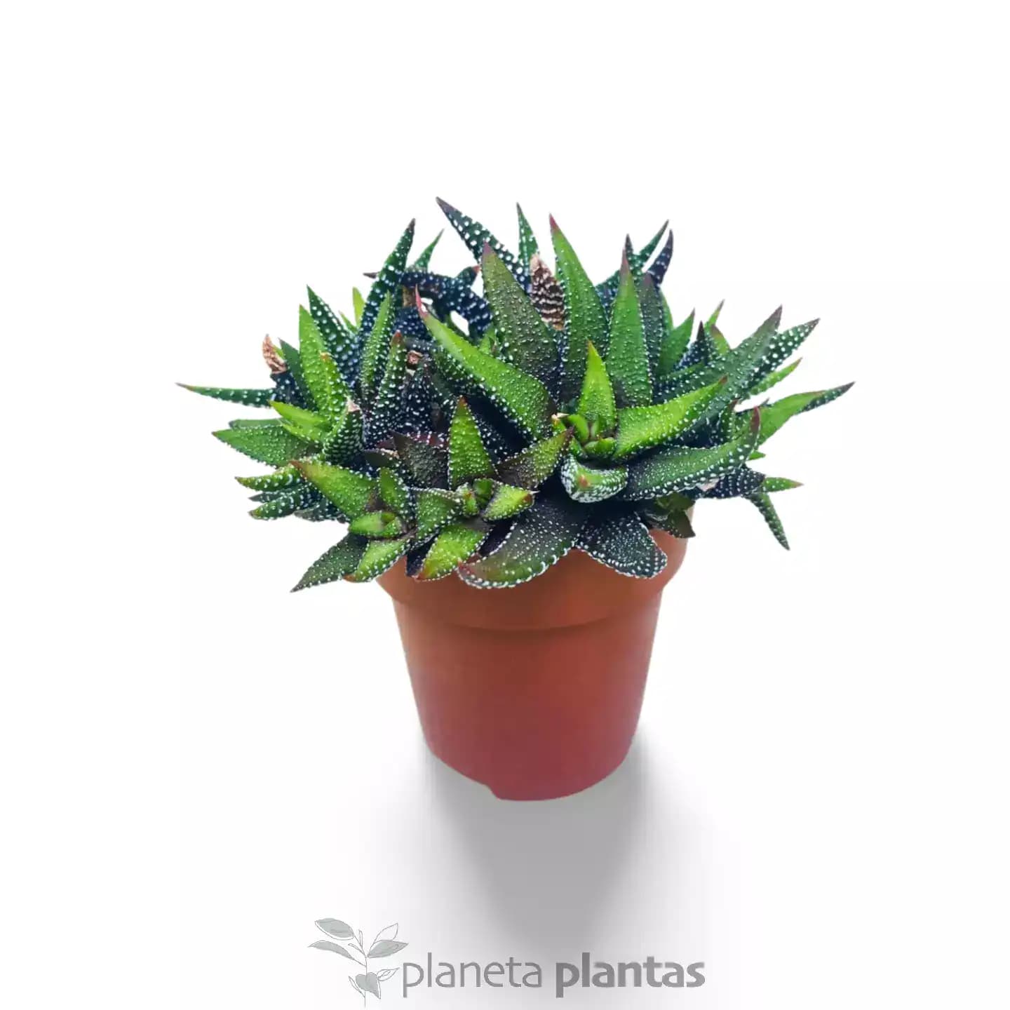 Haworthia CV Pearl Drops