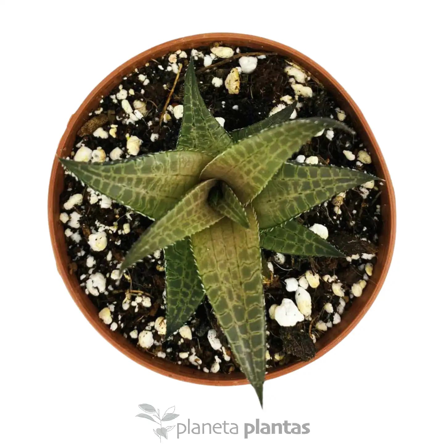 Haworthia Tessellata