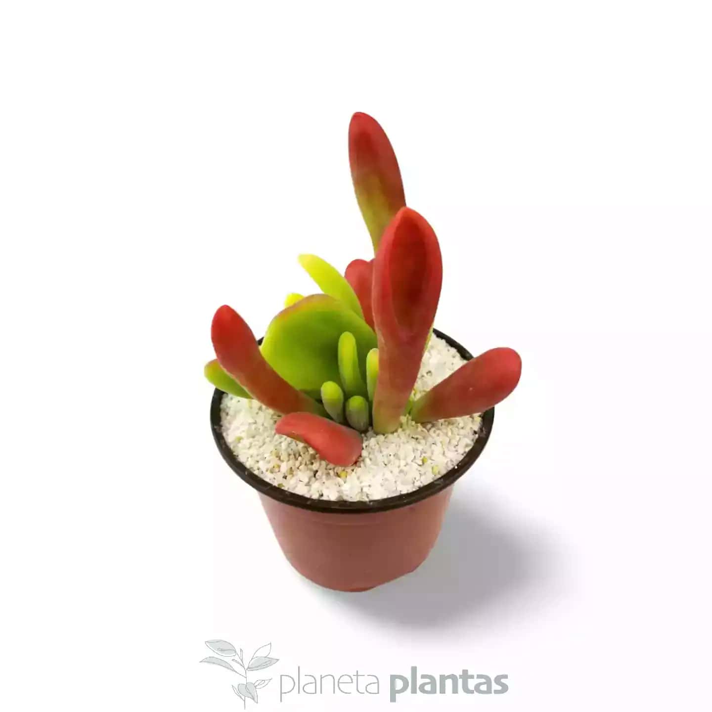 Kalanchoe Oricula