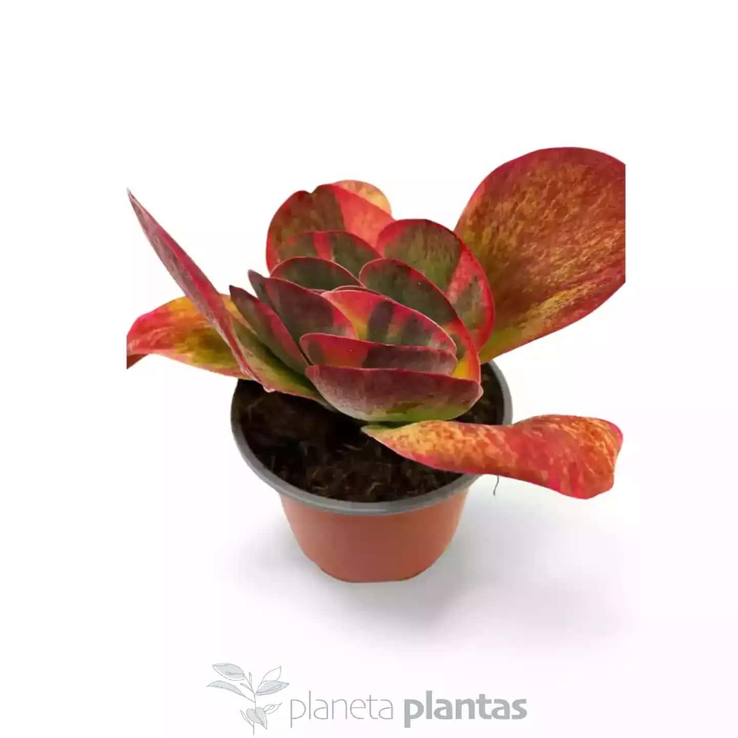 Kalanchoe Thyrsiflora Variegata