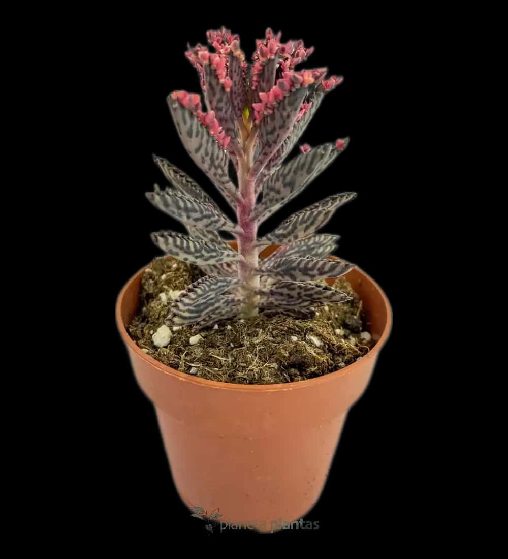 Arbol De La Fortuna - (Kalanchoe Daigremontiana)