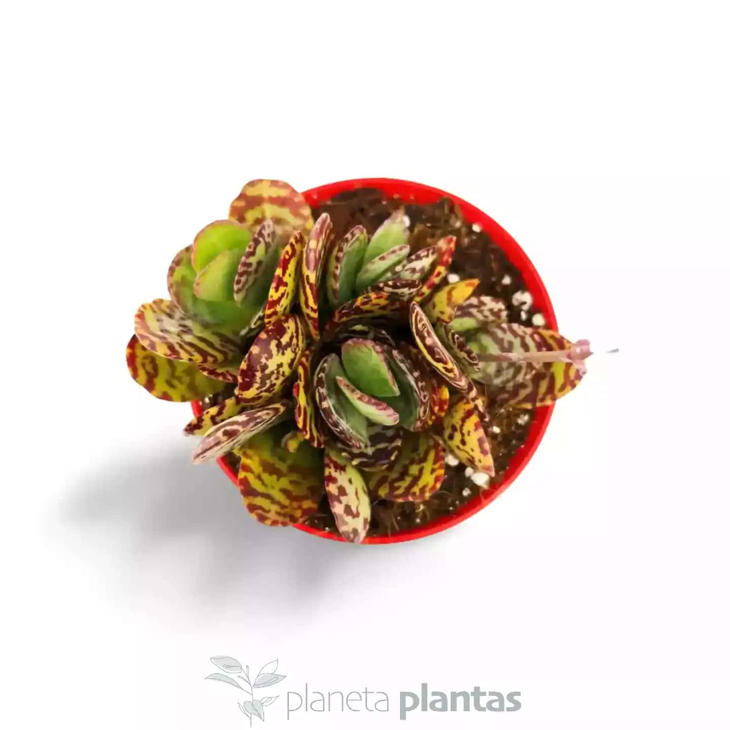Kalanchoe Humilis