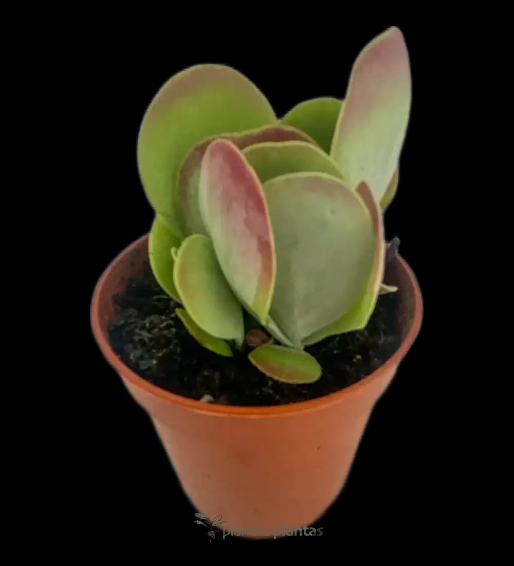 Planta De La Vida - (Kalanchoe Luciae)