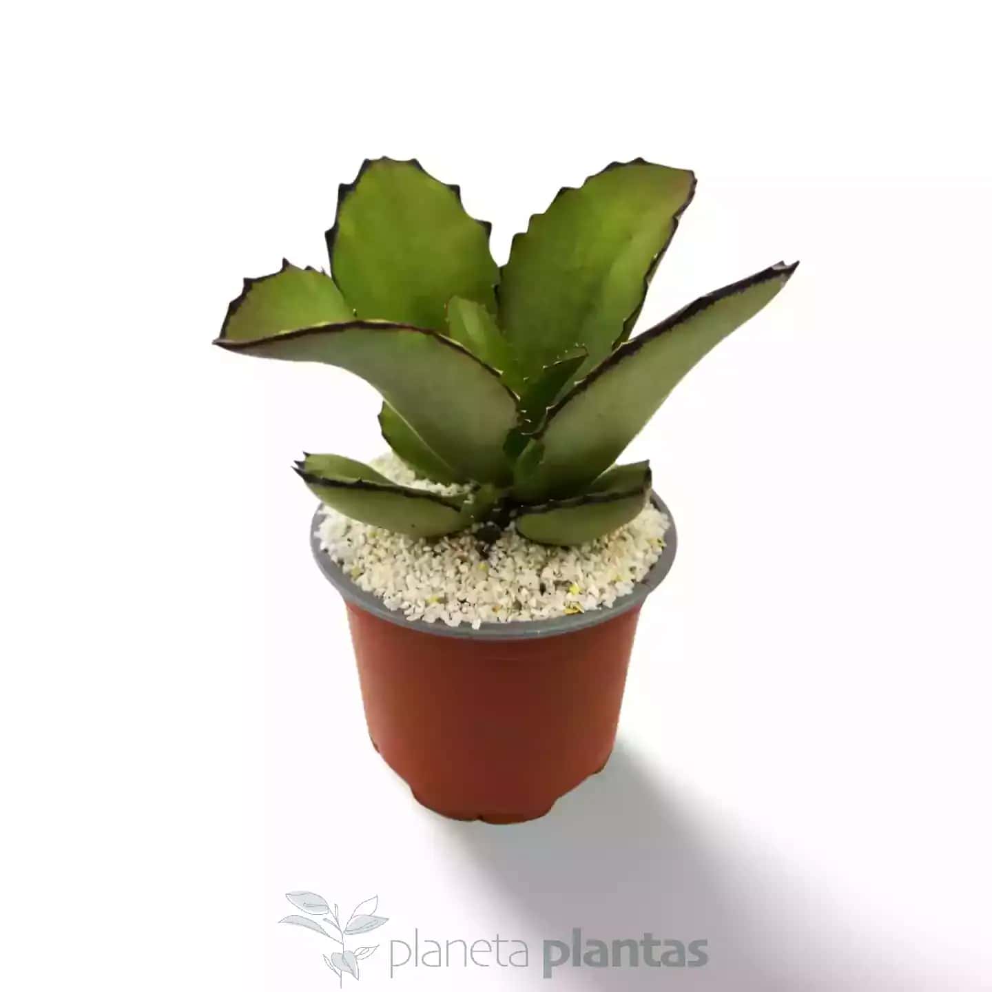 Kalanchoe Synsepala