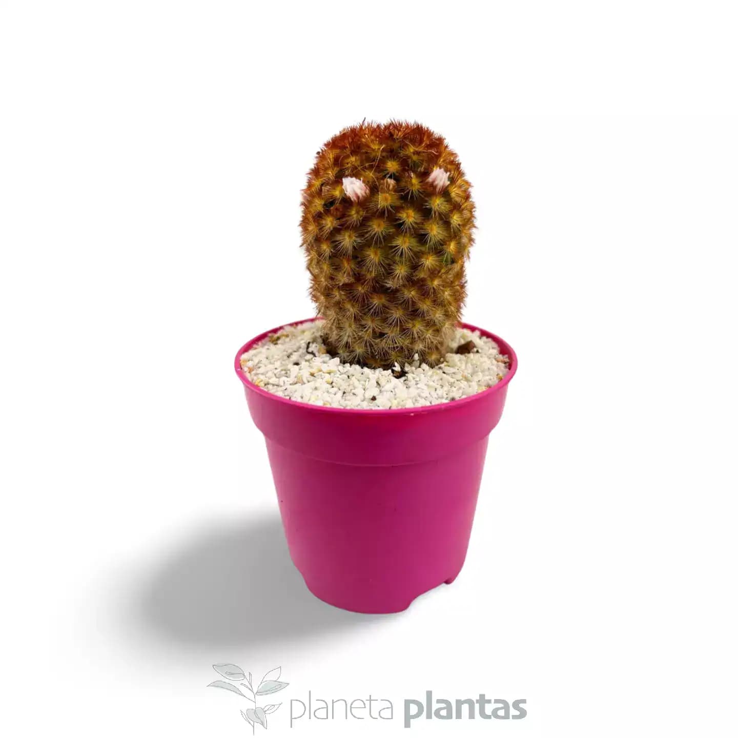 Mammillaria carmenae var. rubrispina