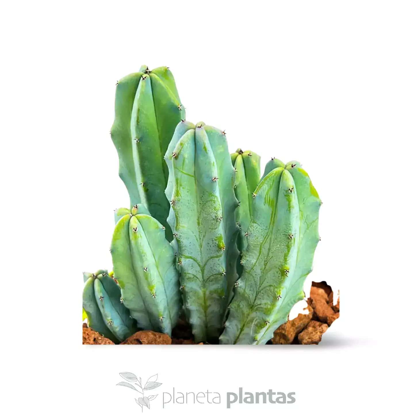 Myrtillocactus geometrizans Cactus