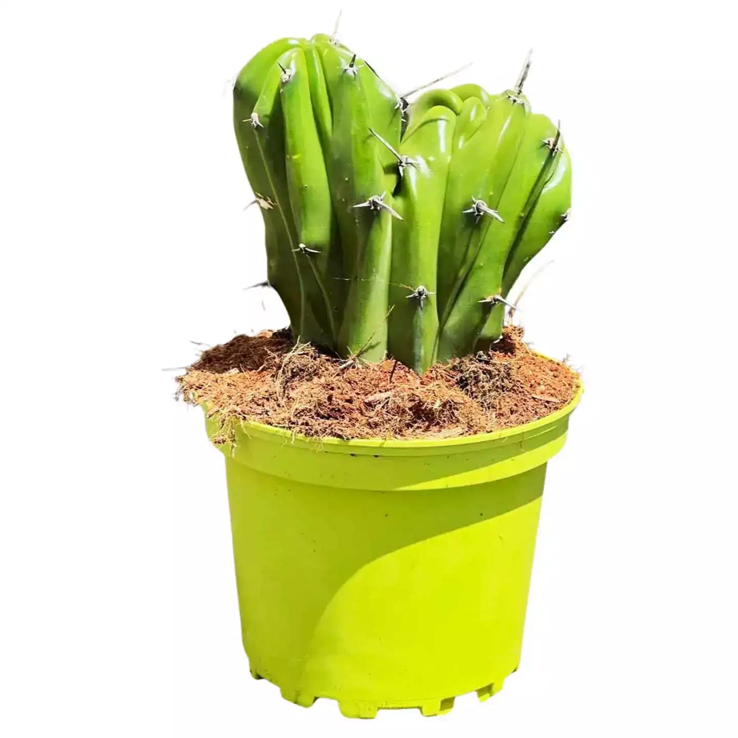 Myrtillocactus Geometrizans Gigante