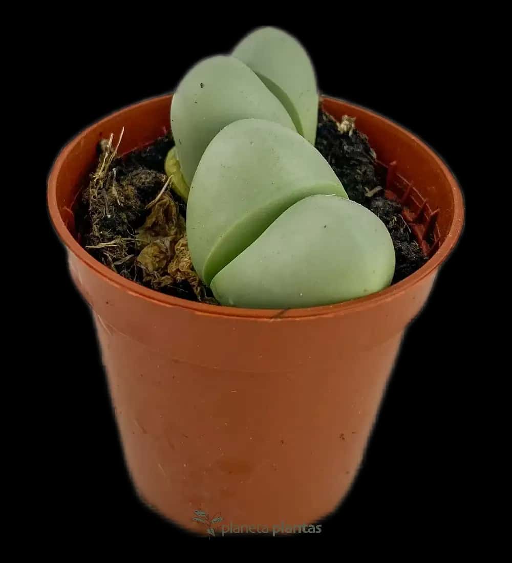 Pleiospilos Nelii Verde