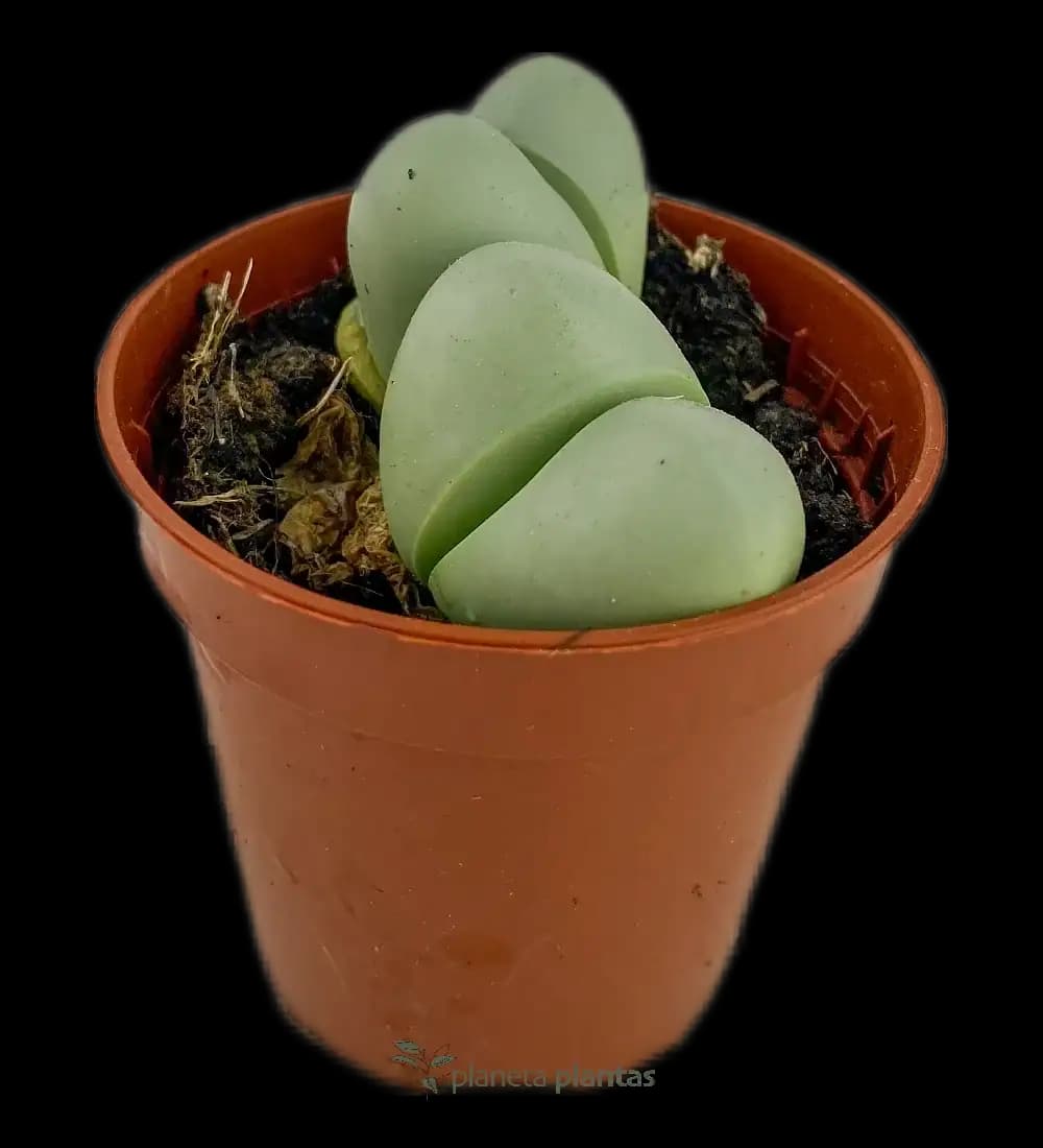 Pleiospilos Nelii Verde