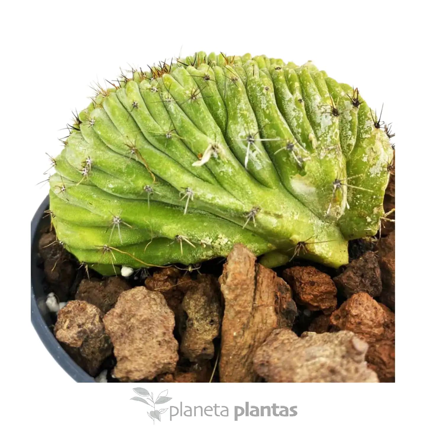 Polaskia Chichipe Cristat