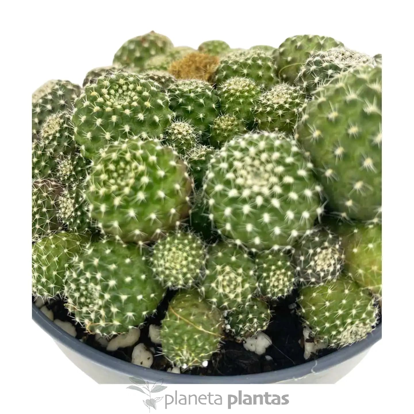 Rebutia Albiflora