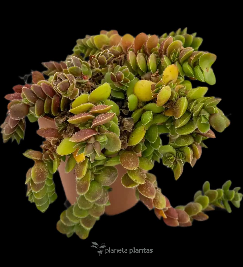 Orejas De Raton - (Salvinia Natans)