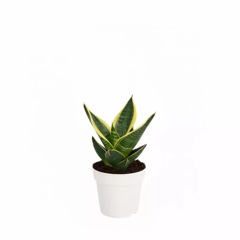 Lengua de suegra (Sansevieria trifasciata) talla M
