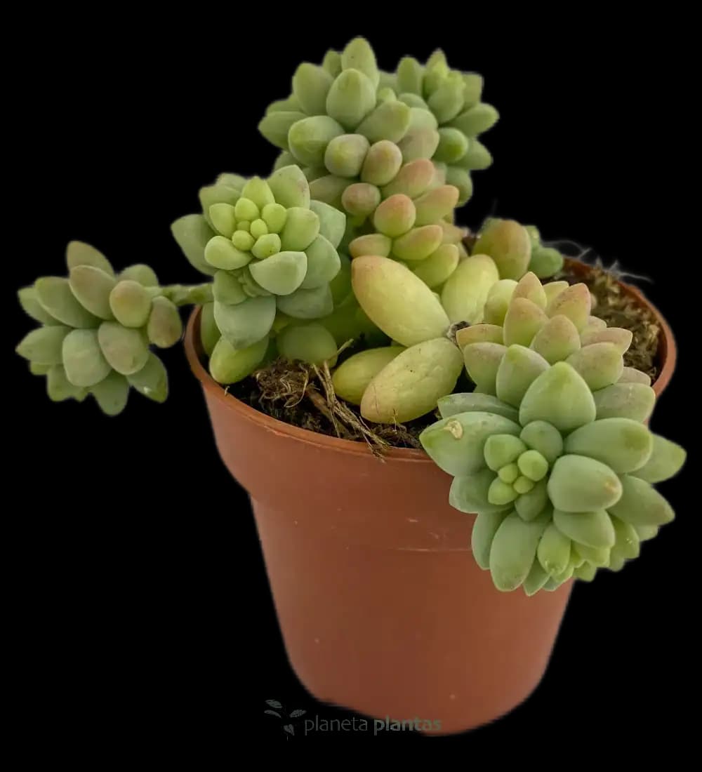 Cola De Burro - (Sedum Burrito)