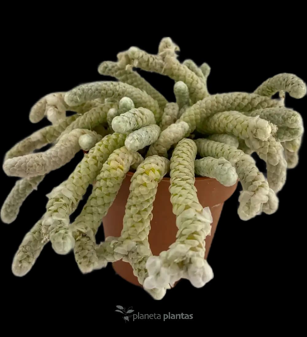 Avonia papyracea
