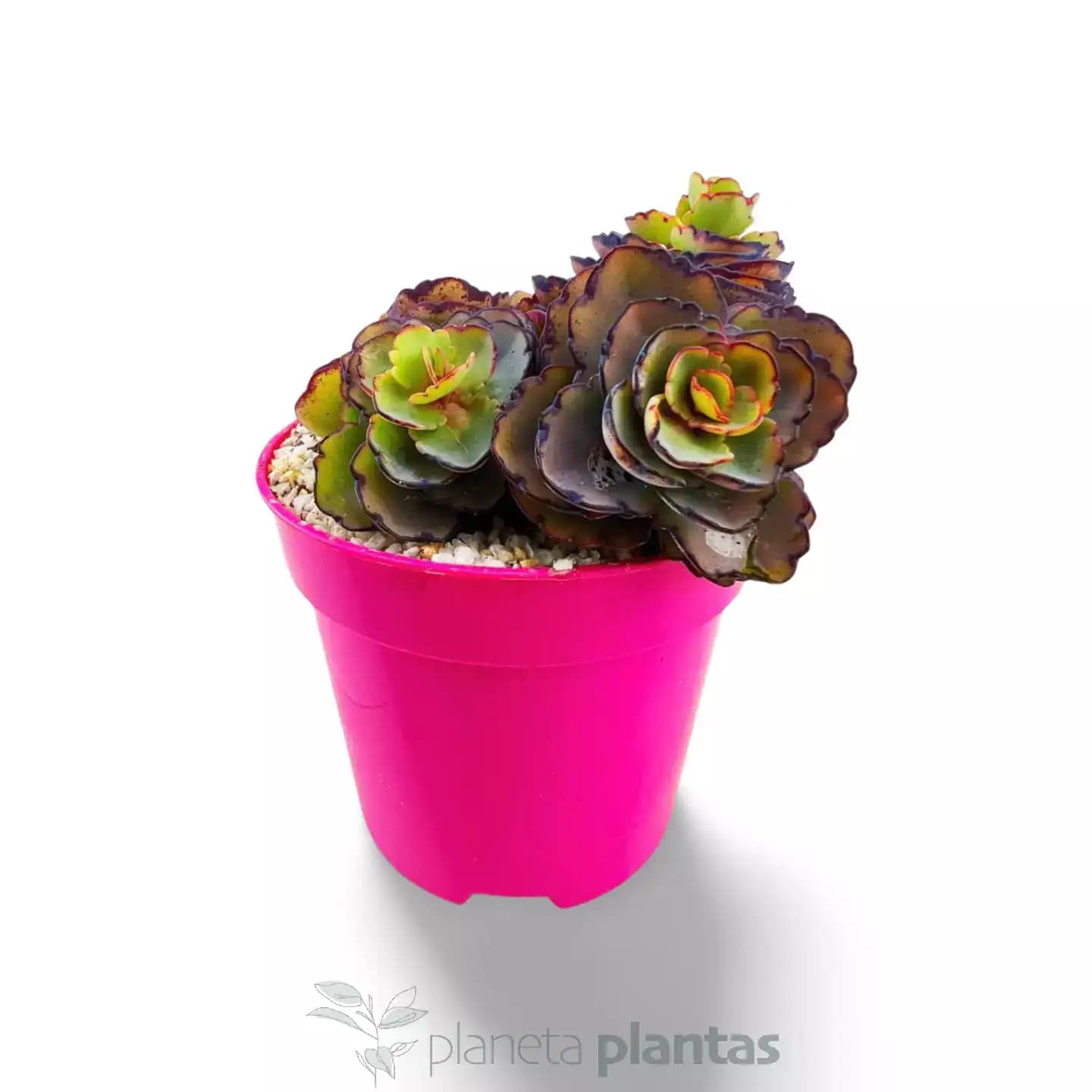 Sedum spurium Sangre de dragon