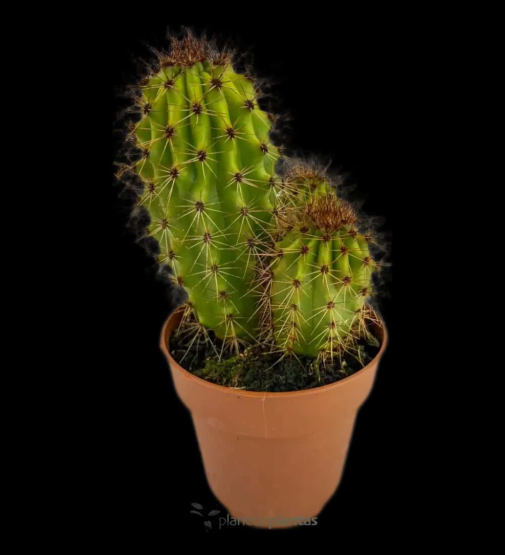 Pitayo Dulce - (Stenocereus Thurberi)