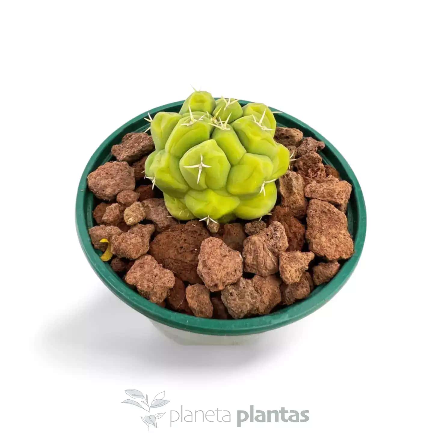 Thelocactus hexaedrophorus