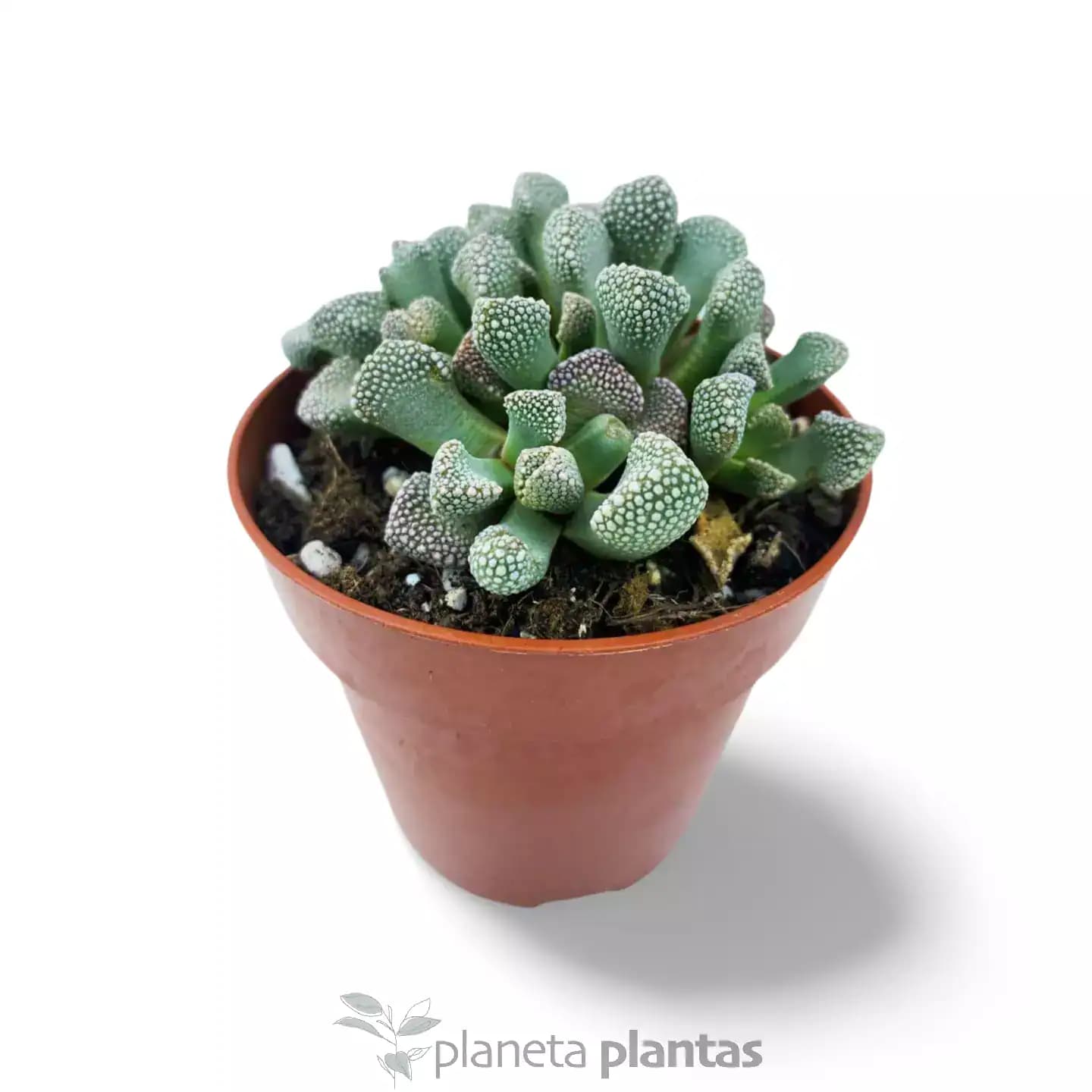 Titanopsis Schwantesii