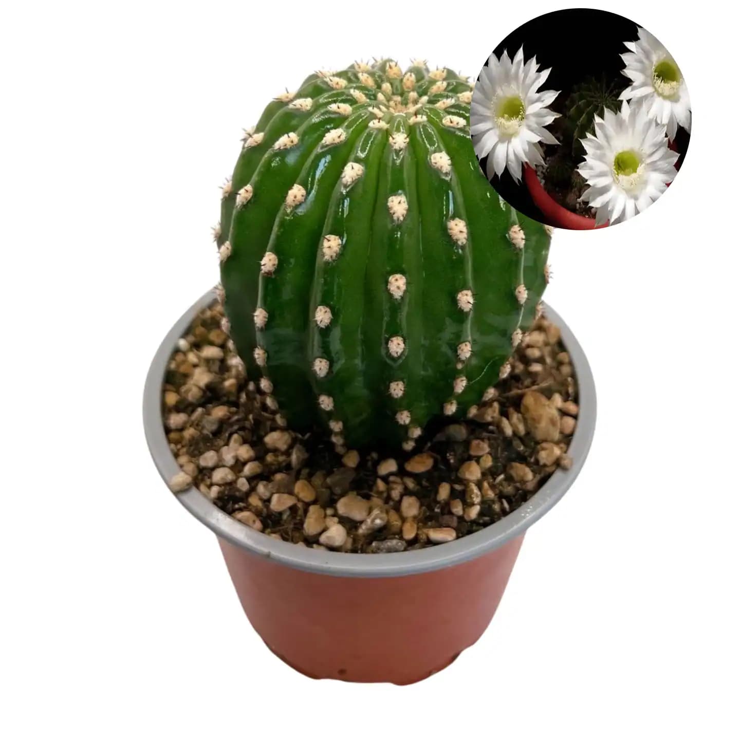 Trichocereus grandiflorus ‘Mil flores’ – Flor blanca