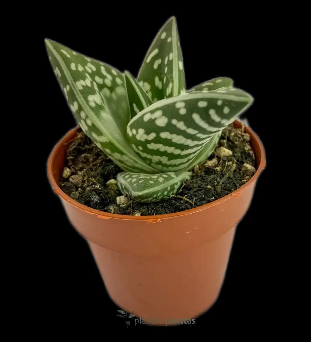 Aloe Tigre - (Aloe Variegata)