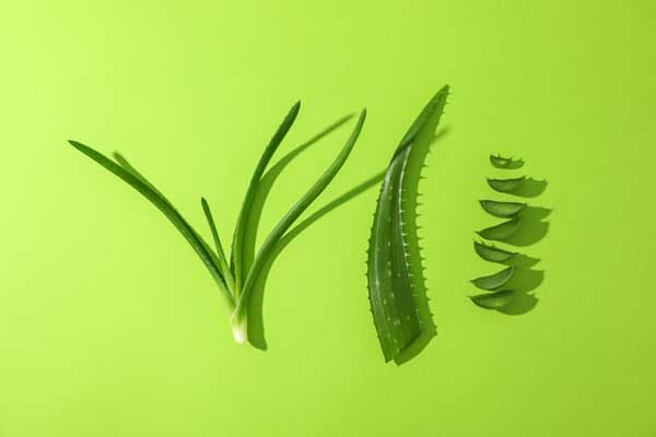Las 5 mejores suculentas para decorar tu hogar: Belleza y bajo mantenimiento