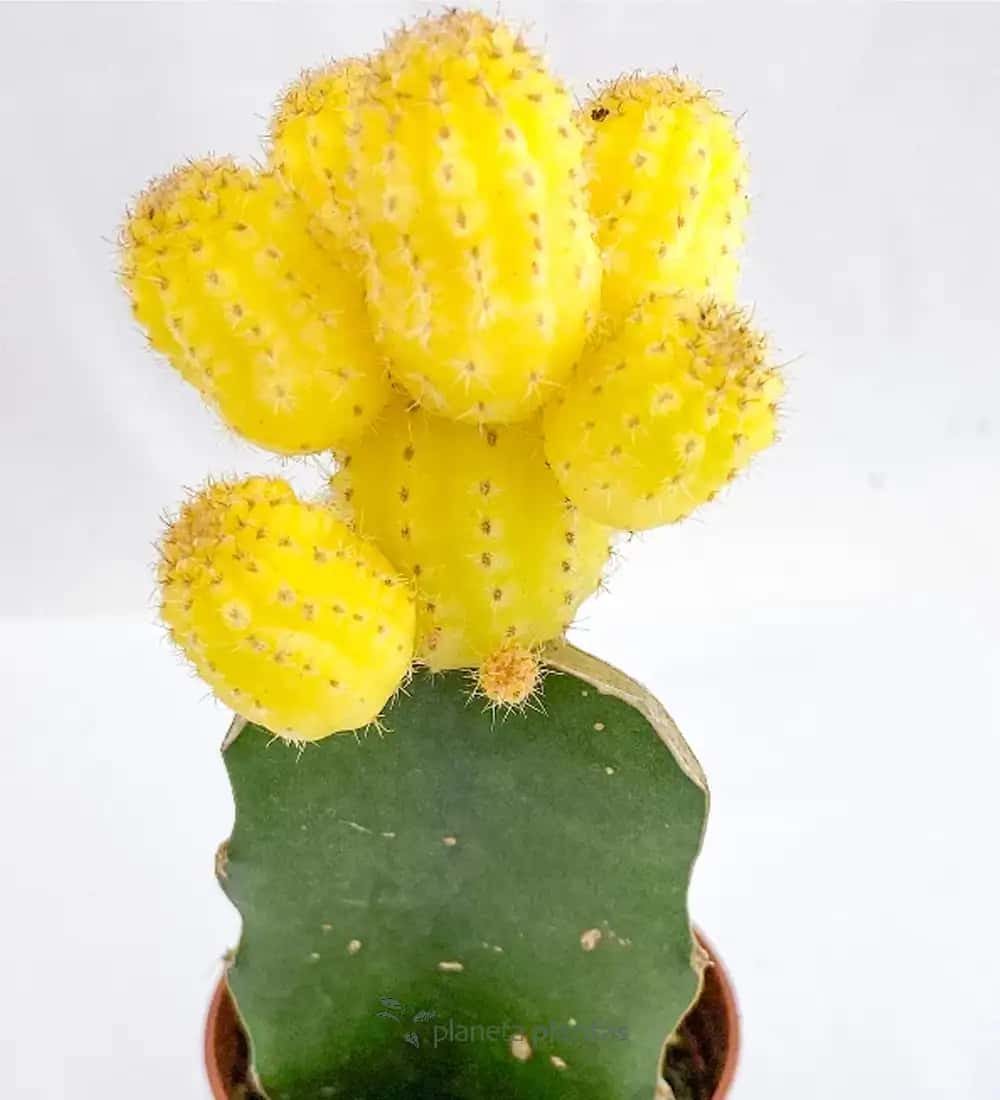 Cactus Ingerto