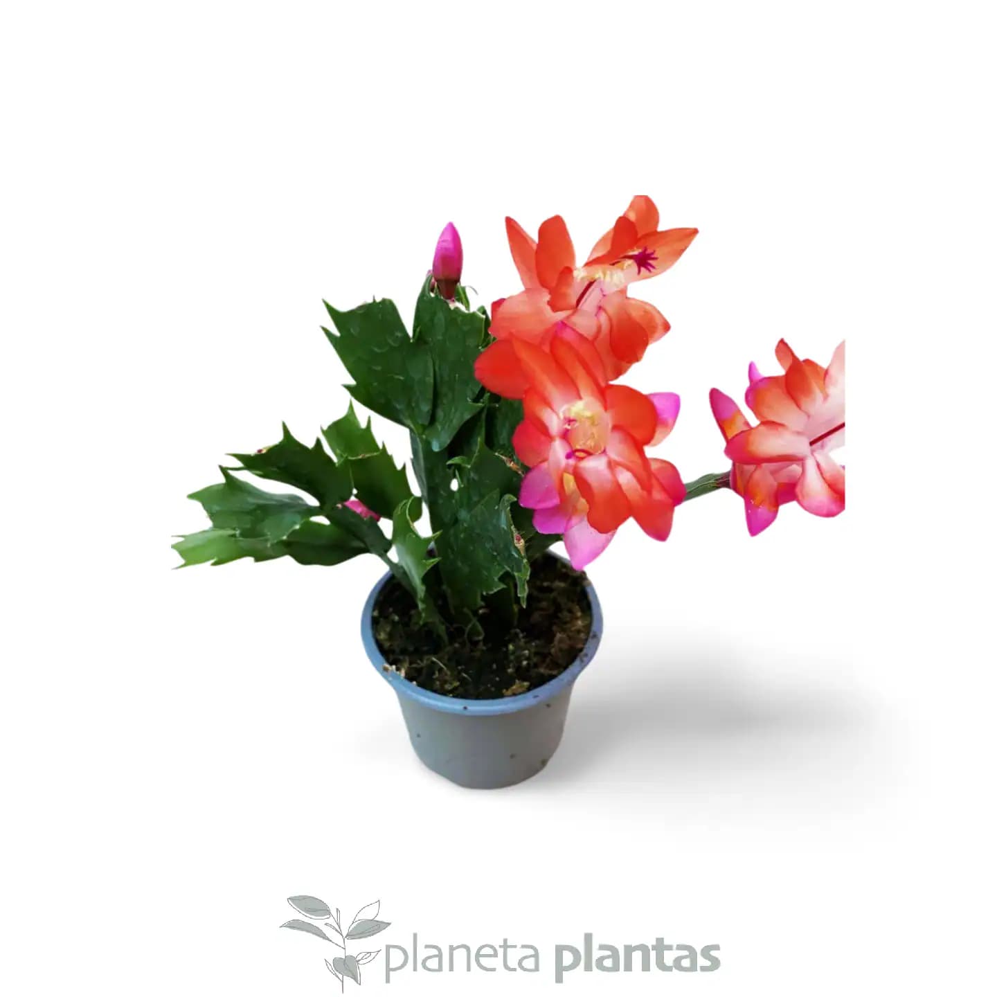 Cactus de Navidad