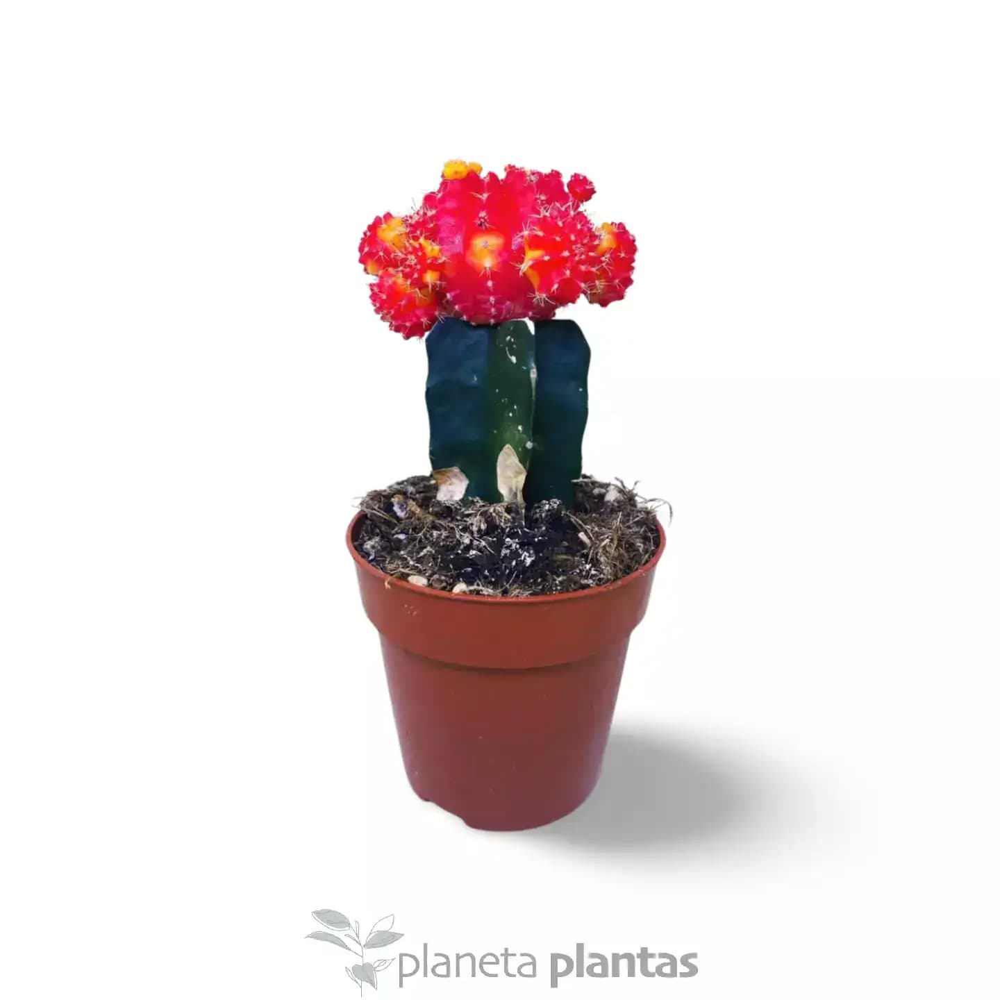 Cactus Gymnocalycium Luna roja injertada