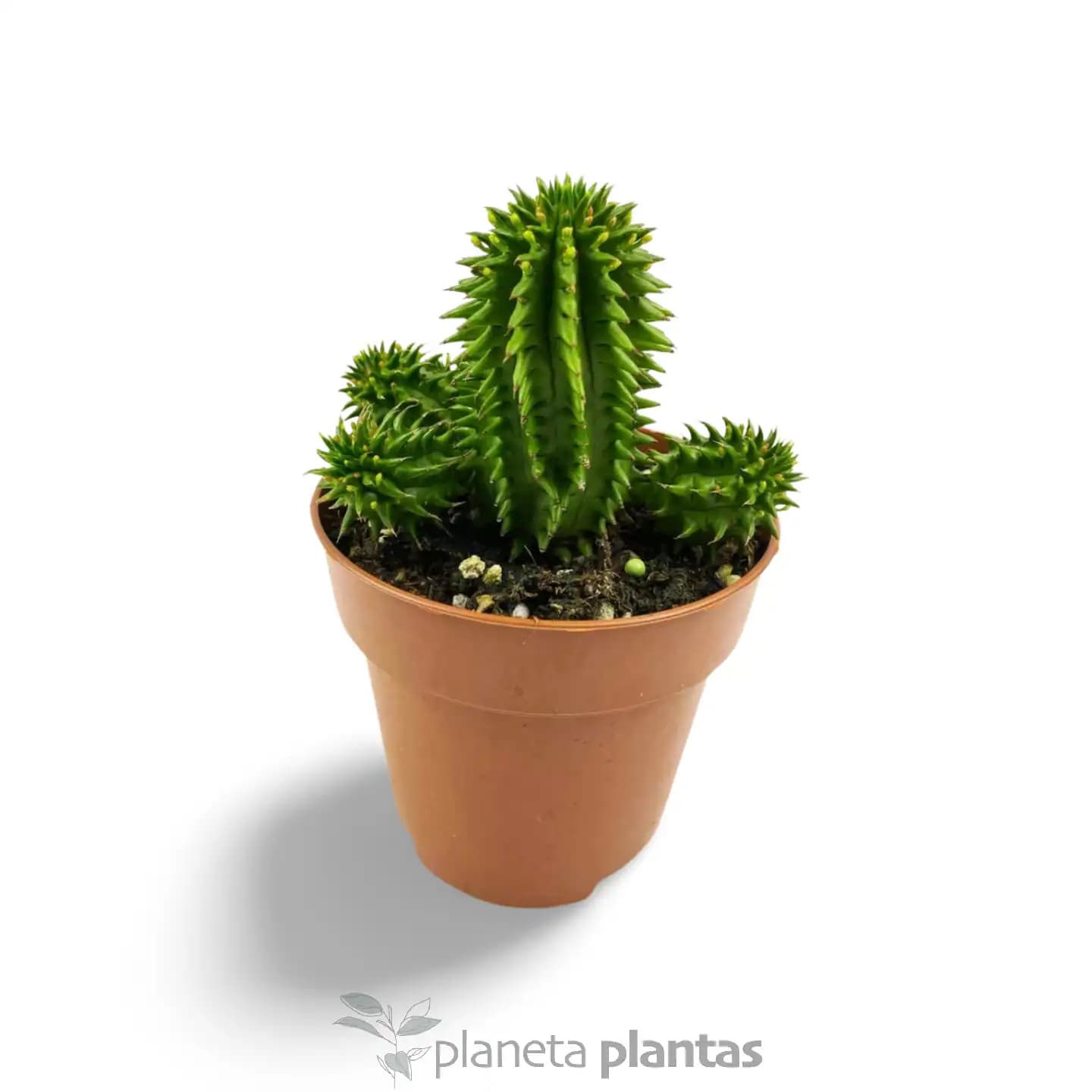 Euphorbia Suzannae