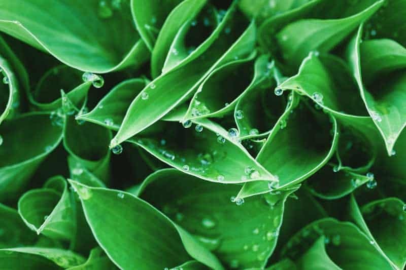 El Riego en Plantas de Interior