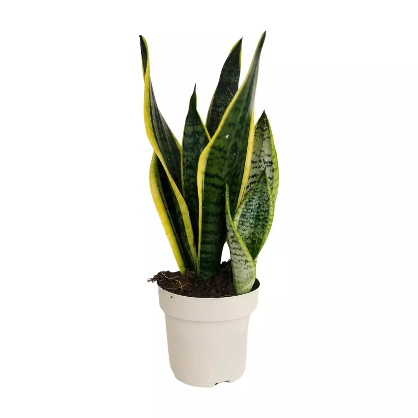 Lengua de suegra (Sansevieria trifasciata) talla L