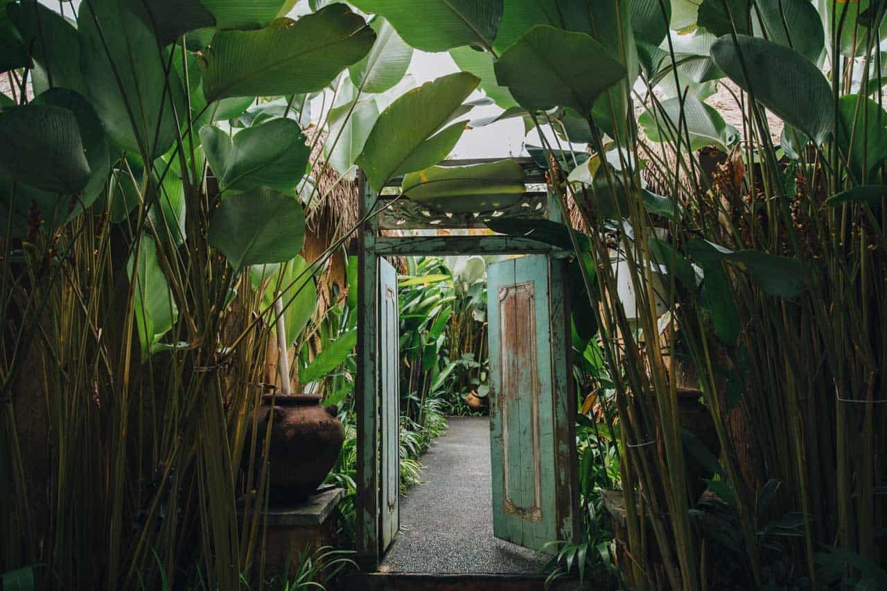 Los Secretos de las Plantas Tropicales