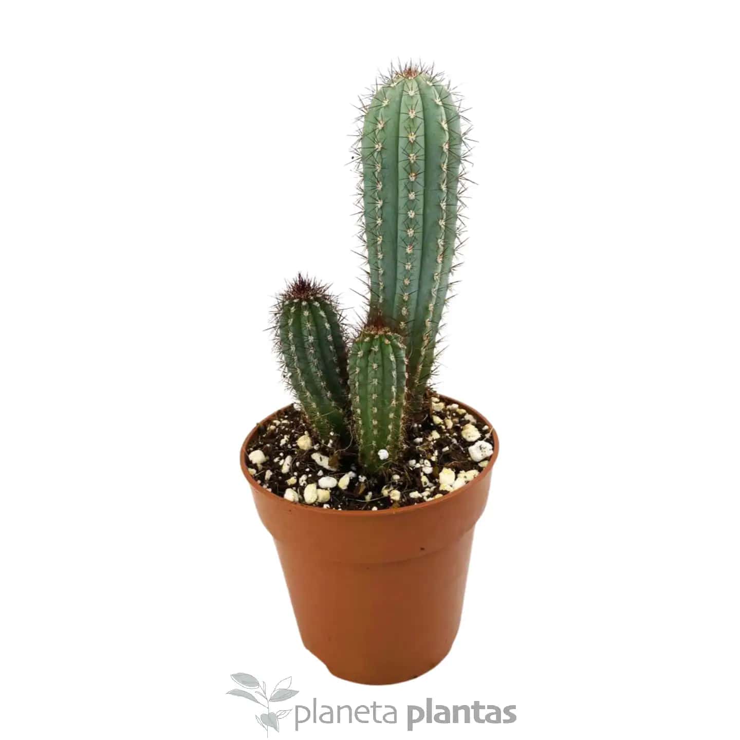 Pitayo Dulce