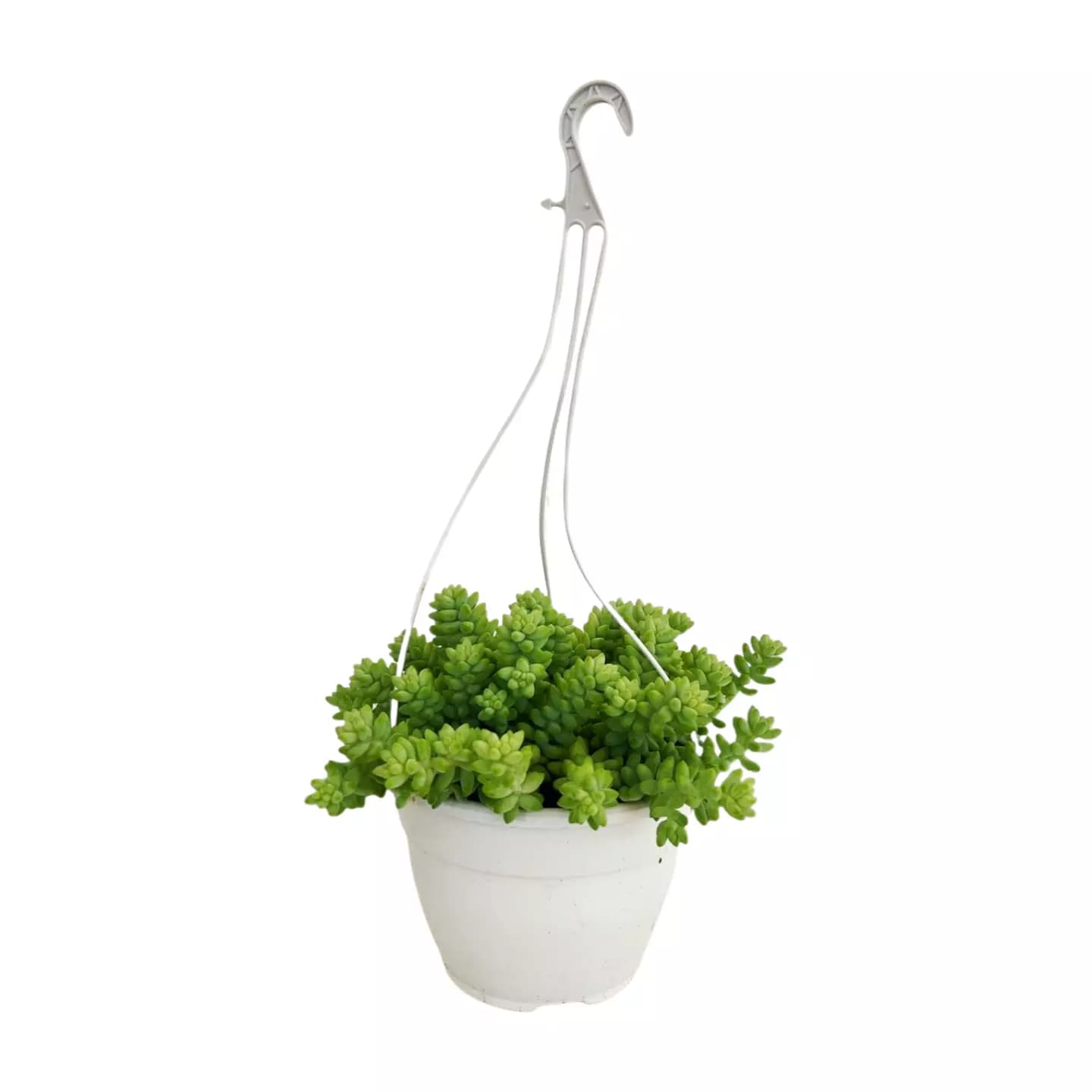 Sedum Burrito Colgante