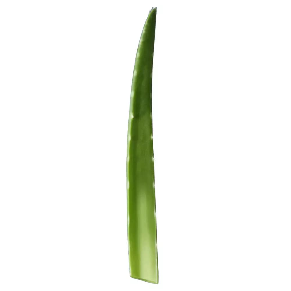 Hoja de Aloe Vera Eco