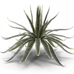Agaves
