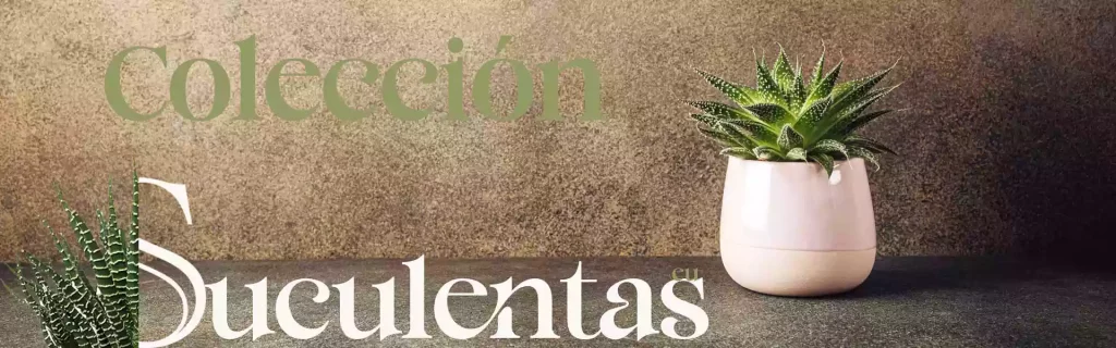 suculentas coleccion mesoa 2 lgos