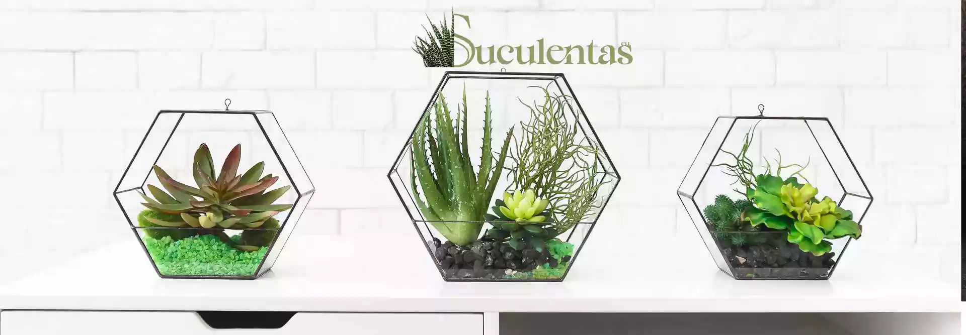 conjuntos suculentas mesa logo arriba