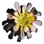 Aeonium