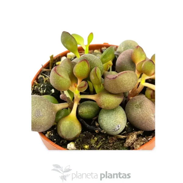 Adromischus marianae