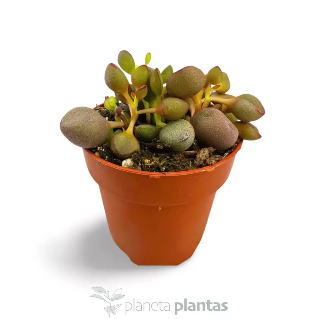 ADROMISCHUS MARIANAE - Suculentas y Cactus directos del Productor