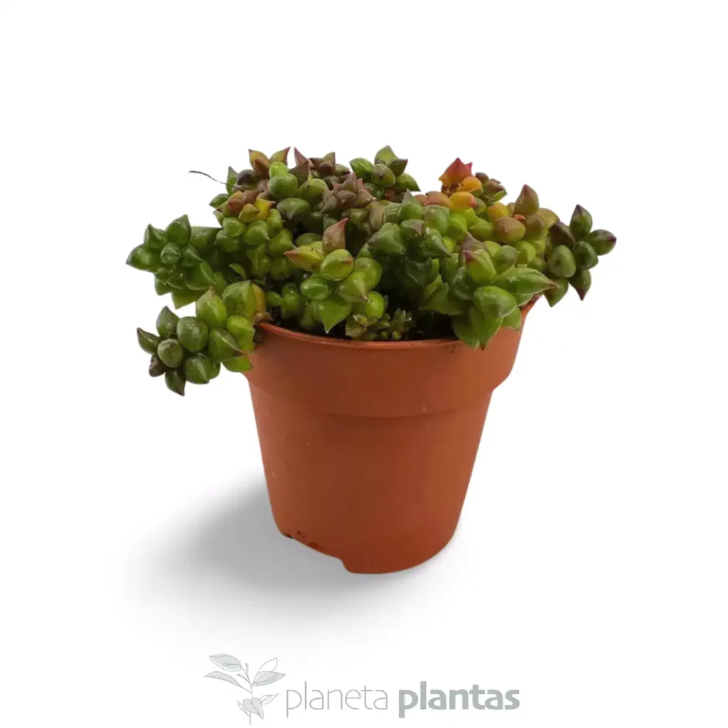 ANACAMPSEROS RETUSA 03 - Suculentas y Cactus directos del Productor